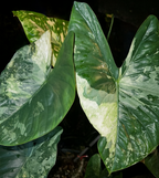 Alocasia Fornicata Mint corms