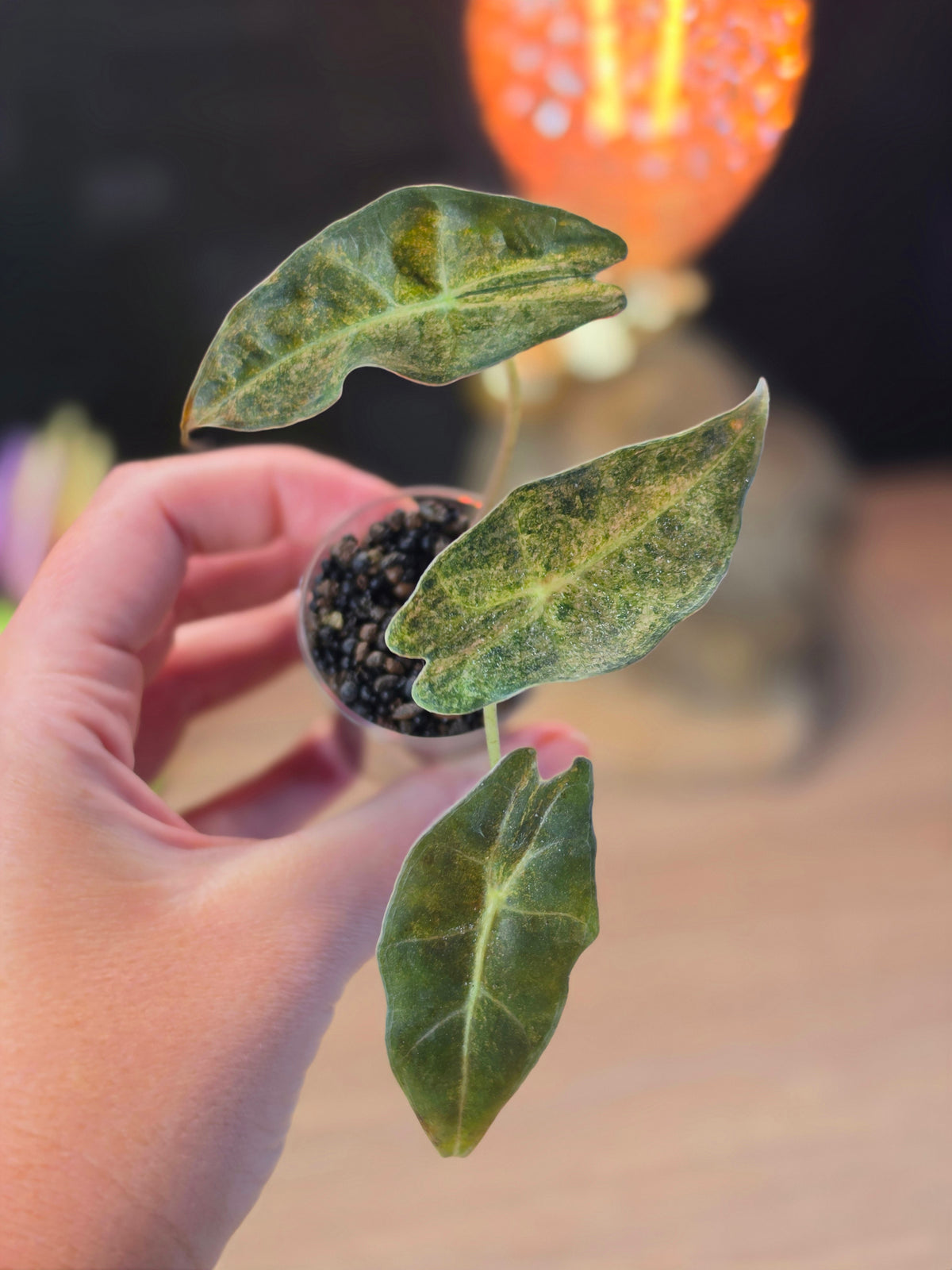 Alocasia longiloba 'Black Satun' Stardust