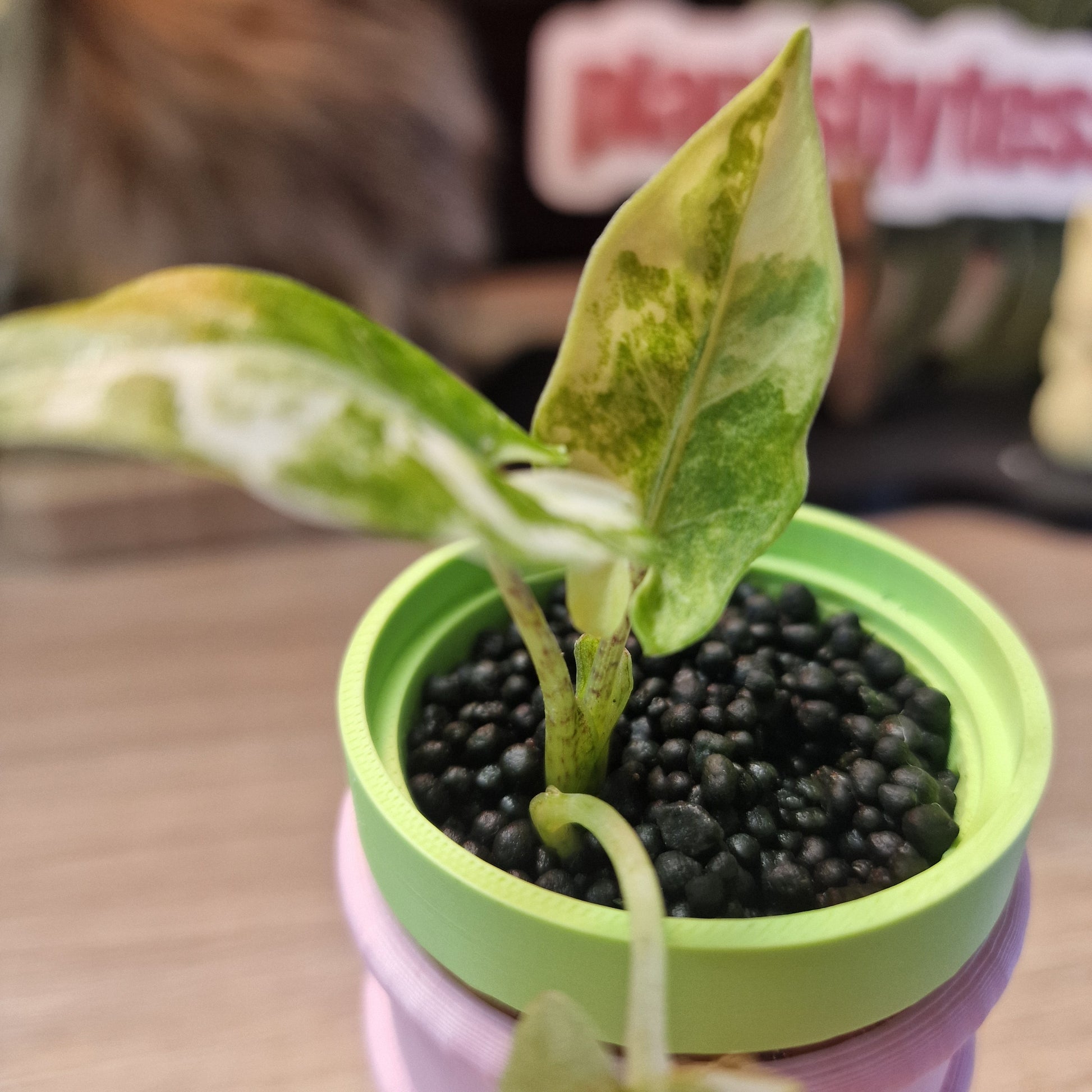 Alocasia Lauterbachiana albo