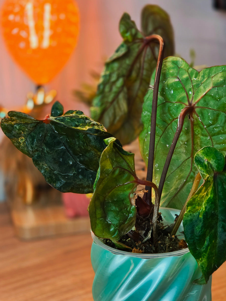 Anthurium Forgetii × RVDP Mutated | Variegated Mother Plant, 5 Leaves