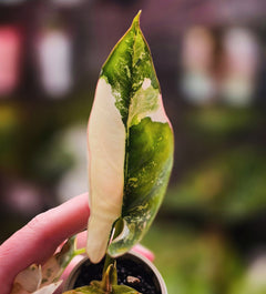 Alocasia Reginae Albo Pink tissue culture pre-order variegated TC plant at Plant.ess