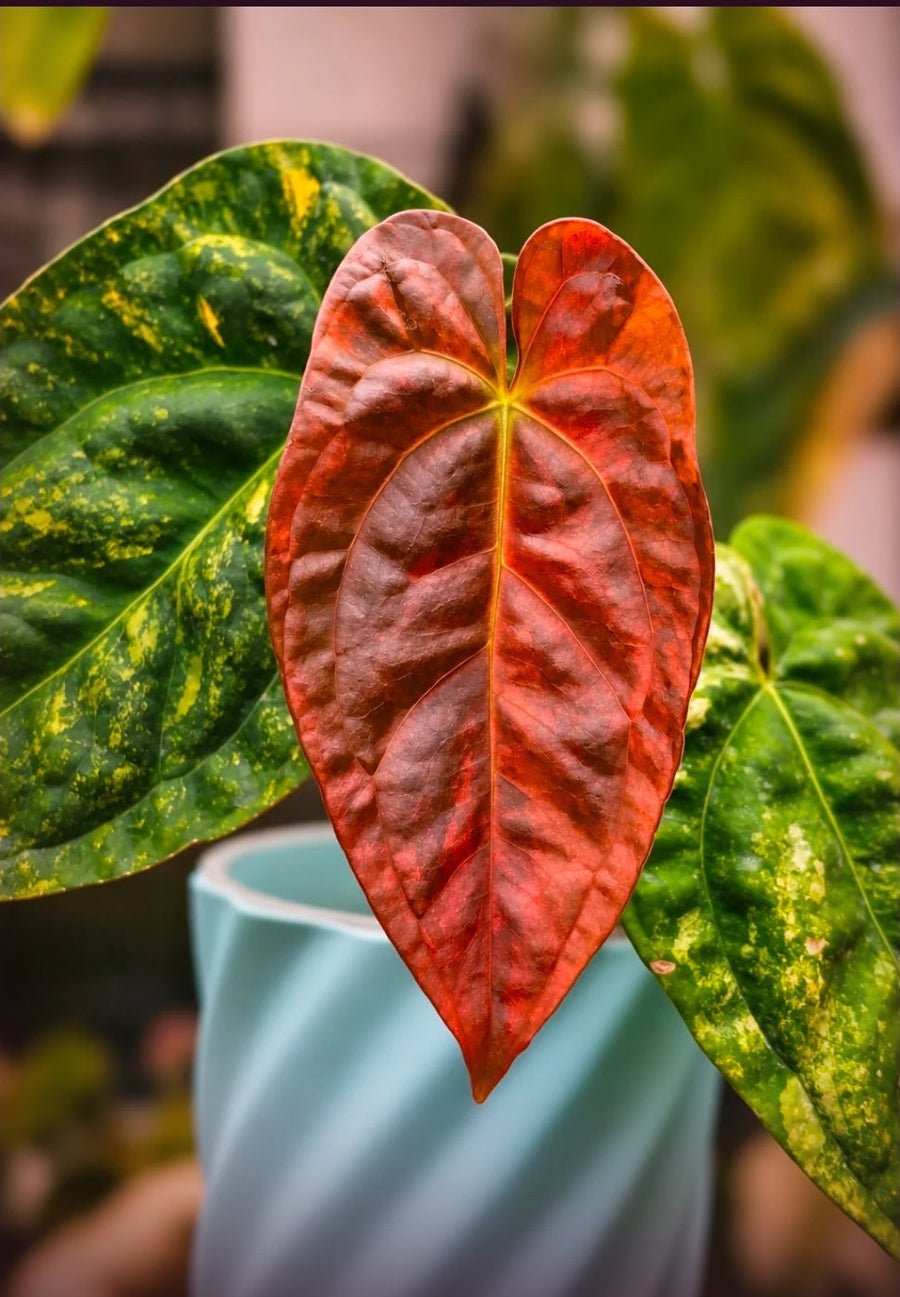 Anthurium (Papillilaminum × Night Dragon) × Guna Yala | High Variegated Collector Clone