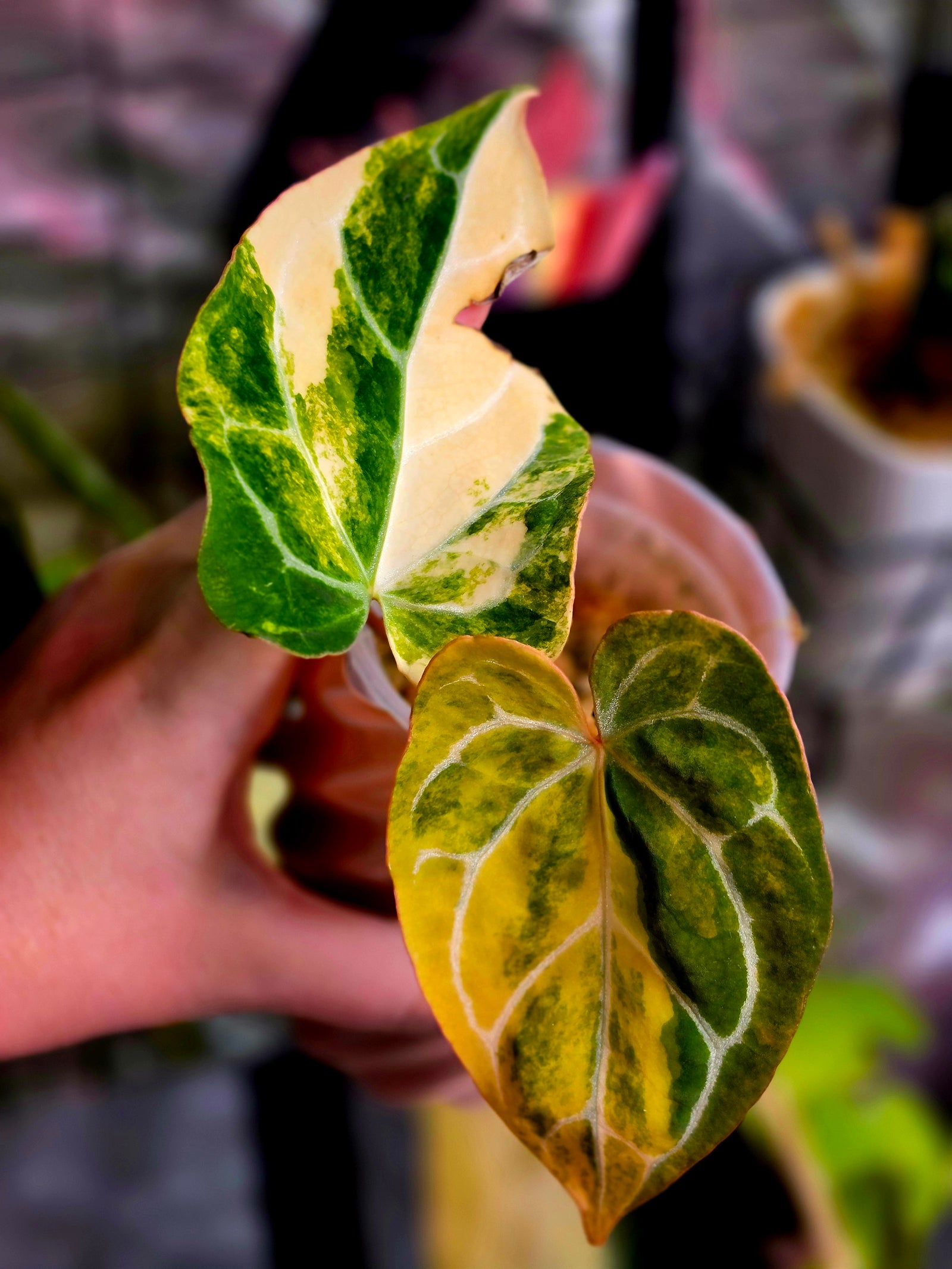Anthurium (Crystallinum x Angela) x (Forgetii x Crystallinum) Clone | Velvet Collector Hybrid