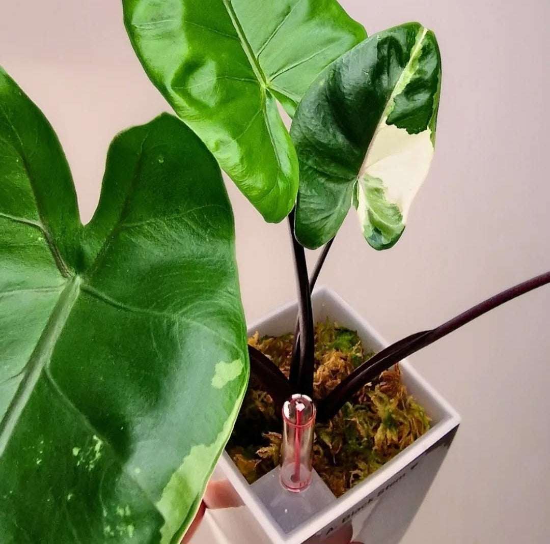 Alocasia Macrorrhiza Black Stem albo corms