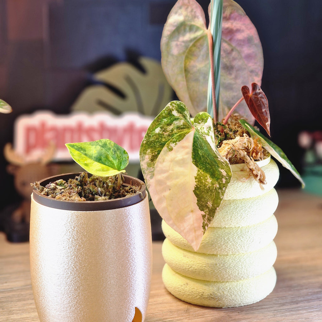 Anthurium (papi x crys) x (debilis x rvdp)