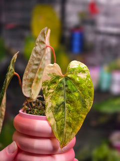 Anthurium Papillilaminum × Red Vein Dark Phoenix | Velvet Collector Hybrid