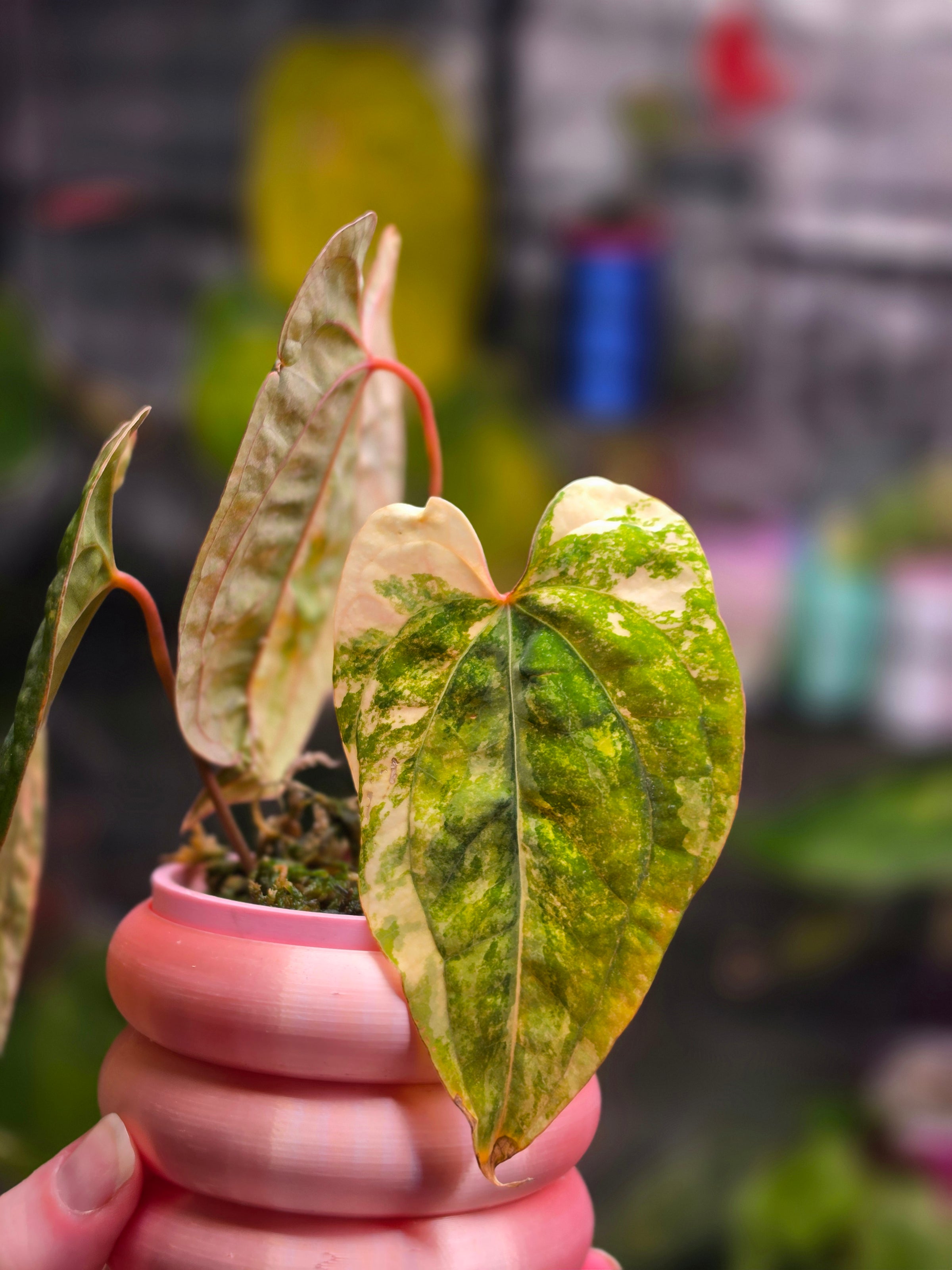 Anthurium Papillilaminum × Red Vein Dark Phoenix | Velvet Collector Hybrid