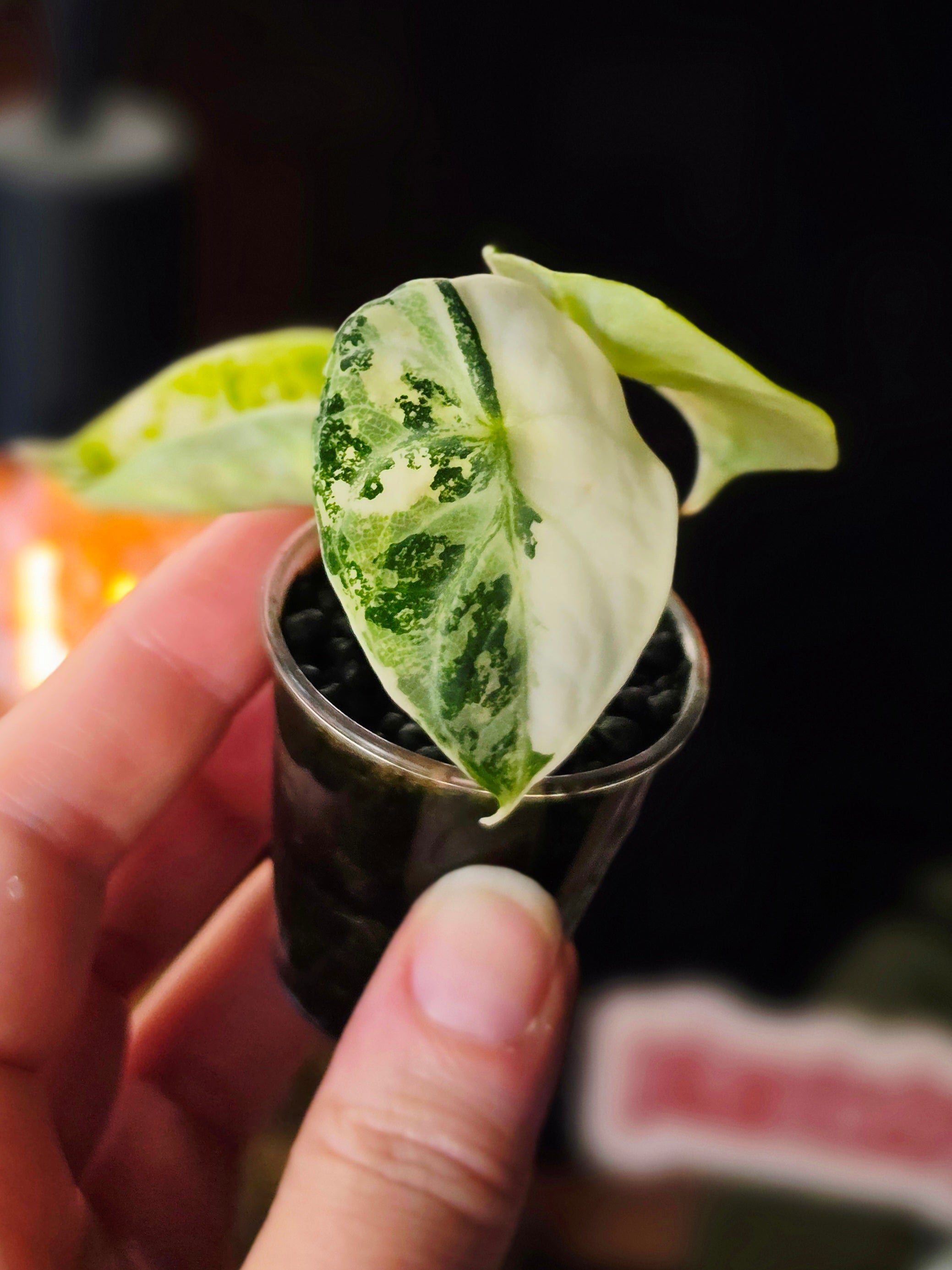 Alocasia Ninja Albo | Variegated Collector Plant