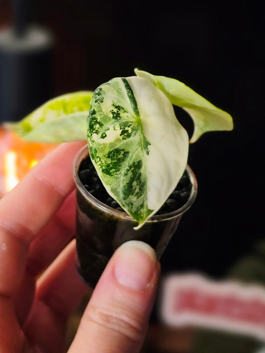 Alocasia Ninja Albo | Variegated Collector Plant