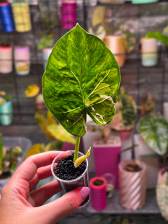 Alocasia Alba Albo | Rare White Variegated Collector Alocasia