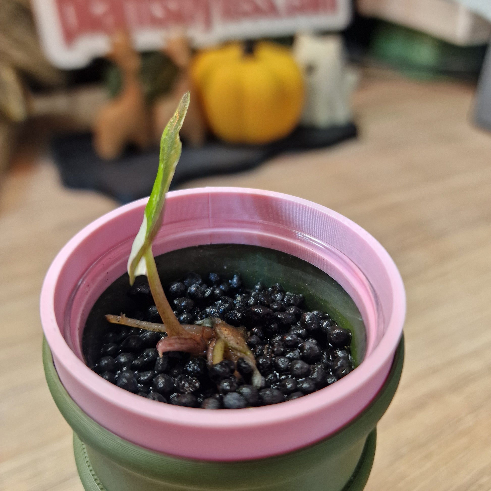 Alocasia Wentii albo/pink