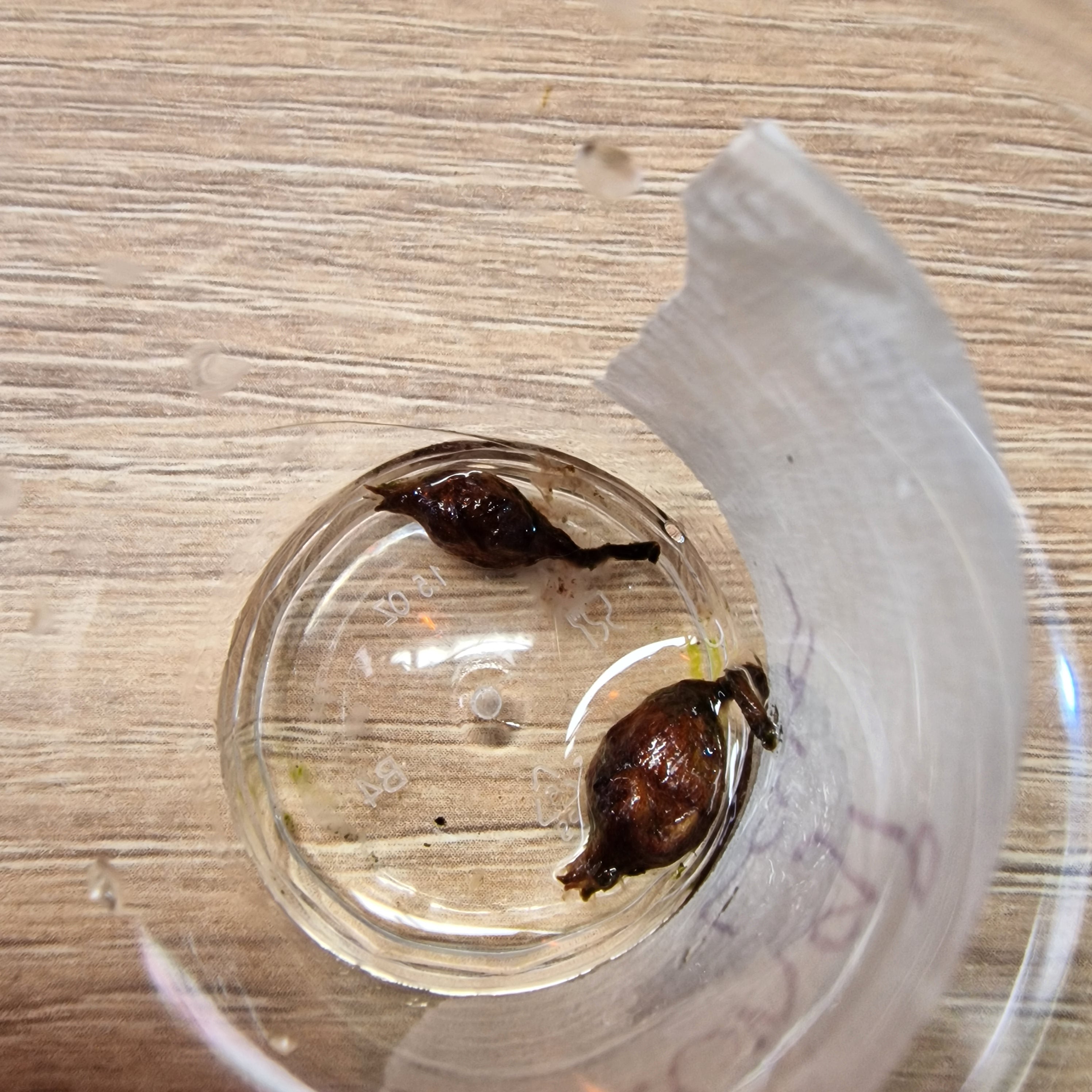 Alocasia Longiloba Lava 'King Cobra' corm