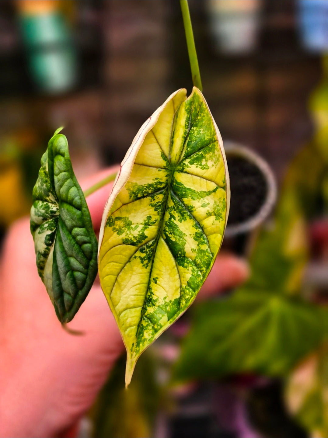 Alocasia 'Dragon Scale' (Variegated)