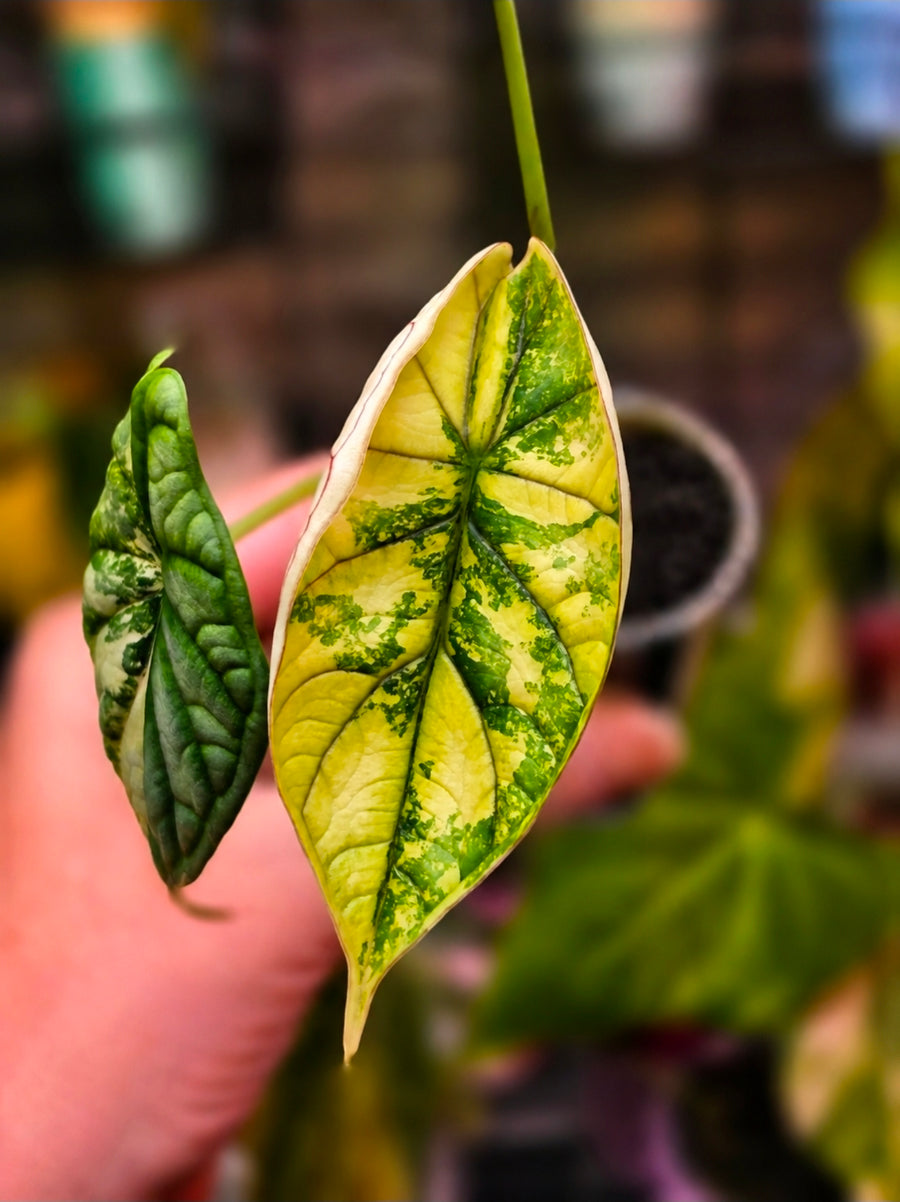 Alocasia 'Dragon Scale' (Variegated)