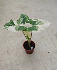Alocasia Calidora hybrid Albo | Variegated Large Leaf Collector Plant