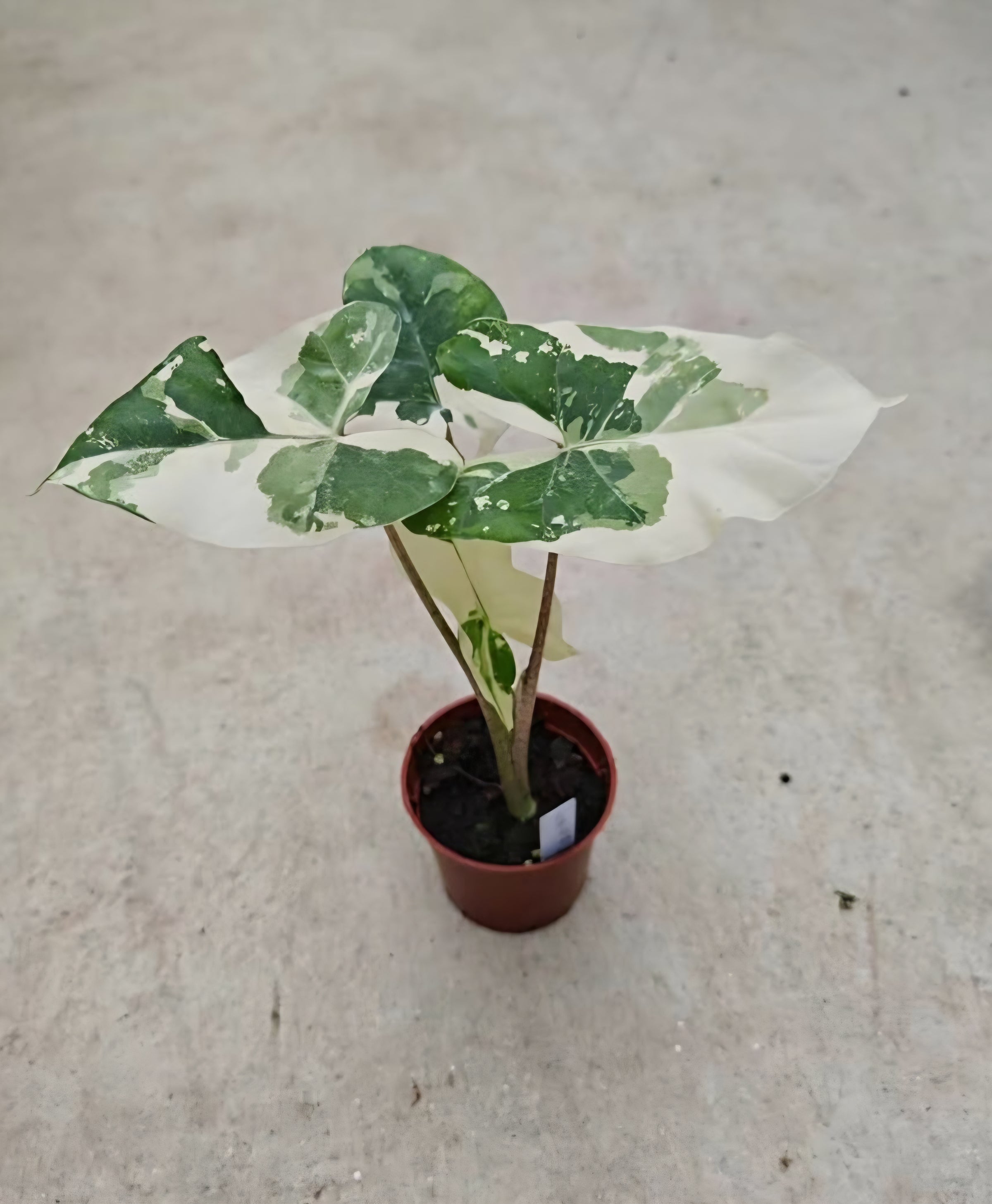 Alocasia Calidora hybrid Albo | Variegated Large Leaf Collector Plant