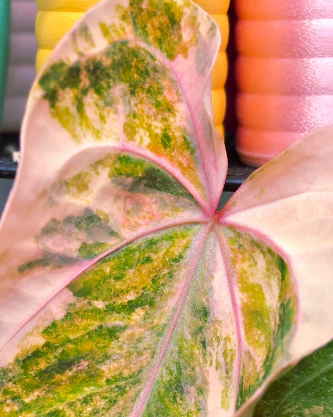 Anthurium Queen Crystallinum × (Forgetii × Papillilaminum) | Peach Clone Velvet Hybrid