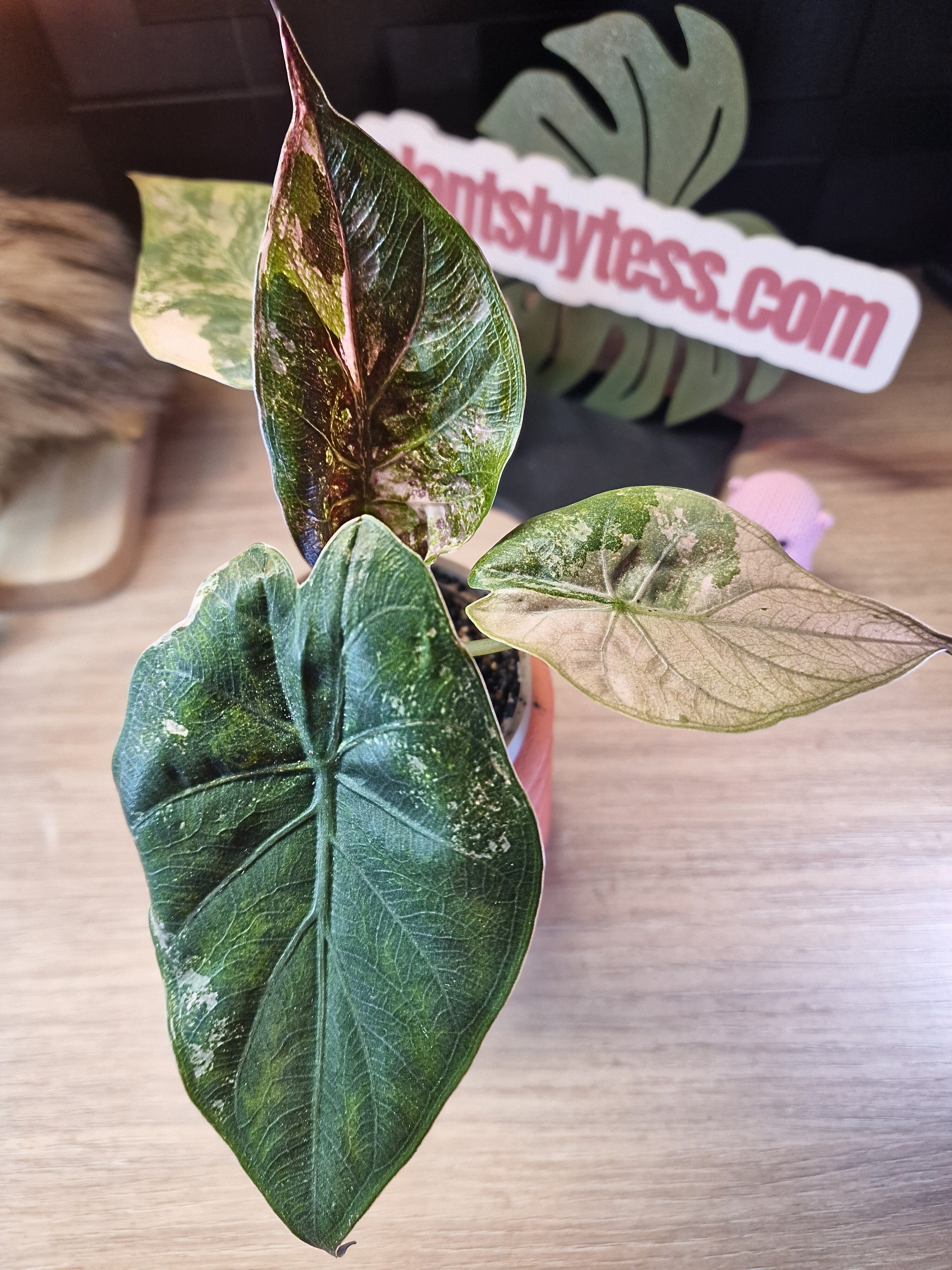 希少 アロカシア ウェンティ ピンク XS130 Alocasia Wentii Pink Variegated アロカシア ウェンティ ピンク