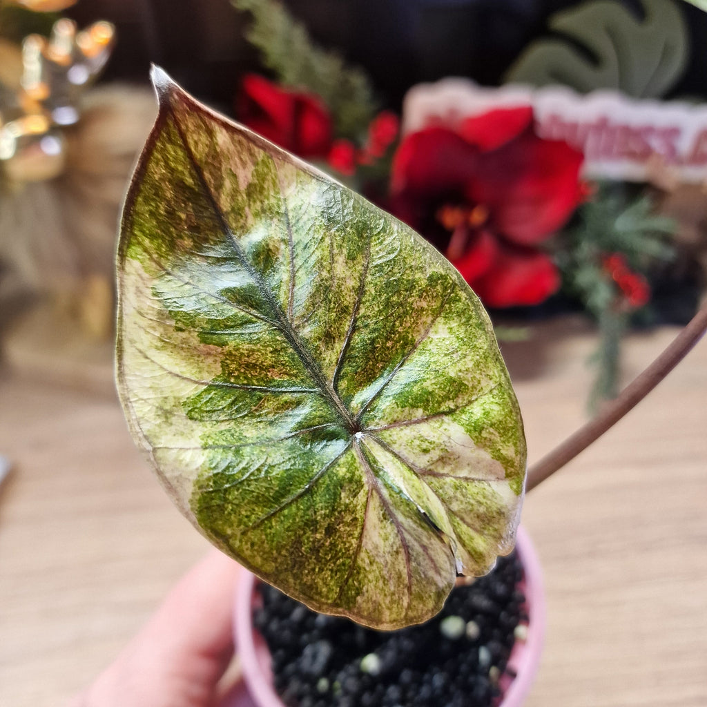 Alocasia Serendipidy Gold