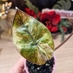 Alocasia Serendipidy Gold