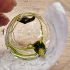 Alocasia Sarian albo corm