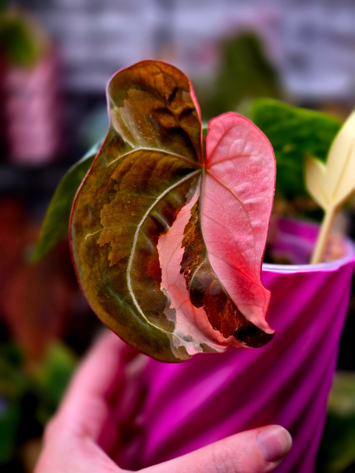 Anthurium hoffmannii × Ace of Spades