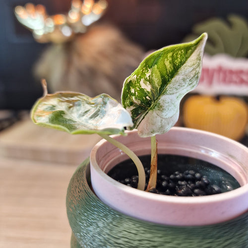 Alocasia Azlanii albo/pink