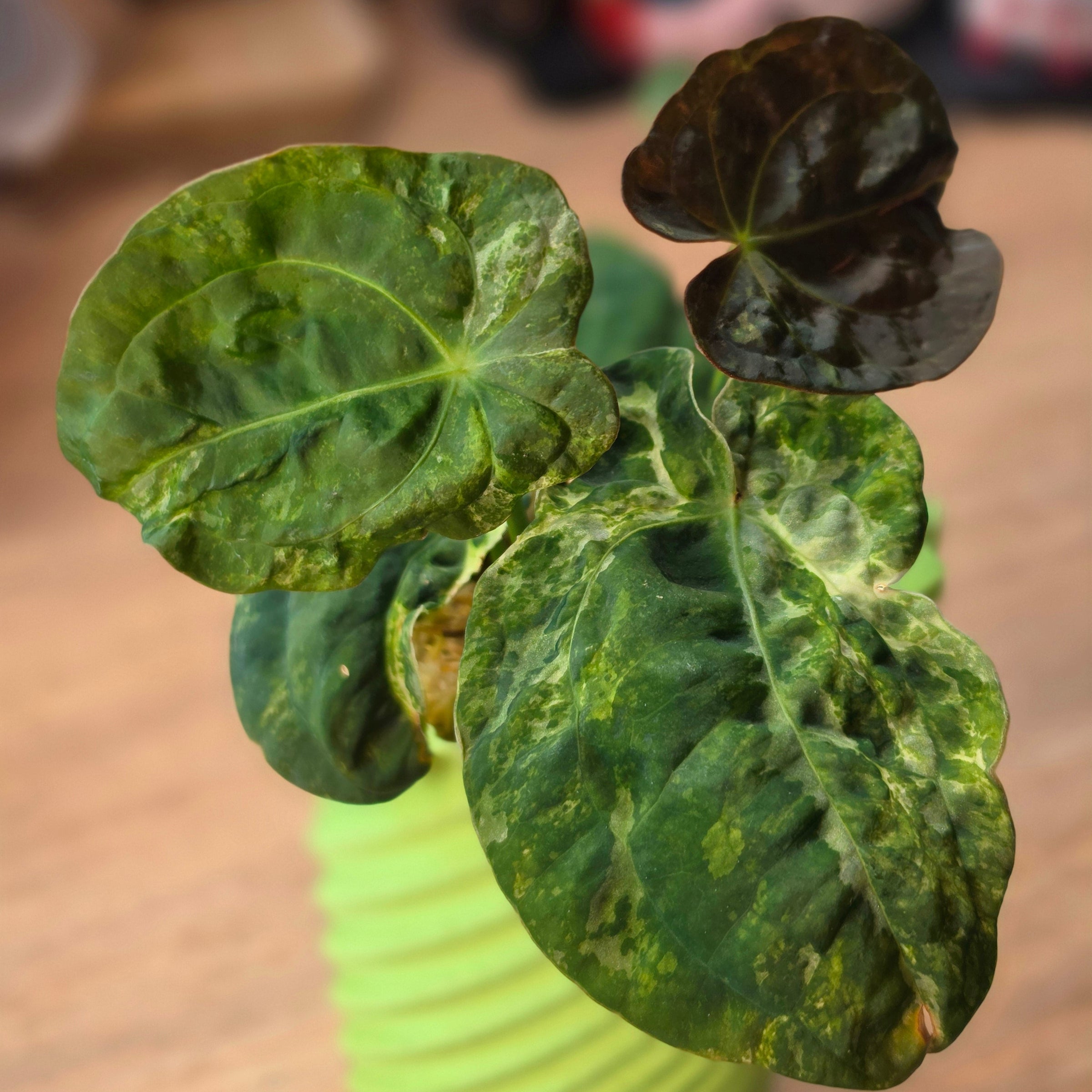 Anthurium Forgetii × Red Vein Dark Phoenix Mutated | Dark Vein Velvet Hybrid #2