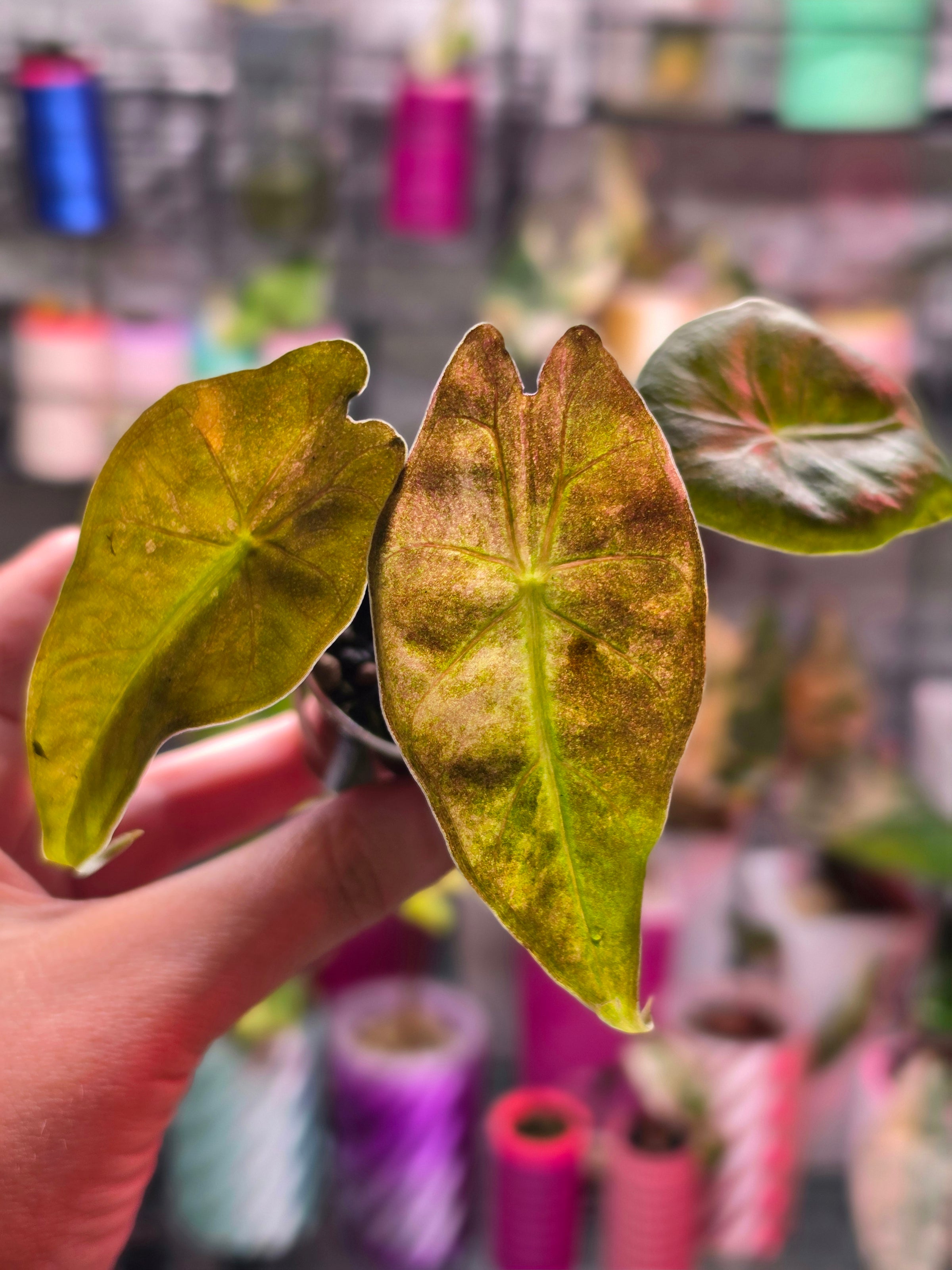Alocasia Calidora × Pink Dragon × Longiloba | Pink Variegated Hybrid Collector Plant #1