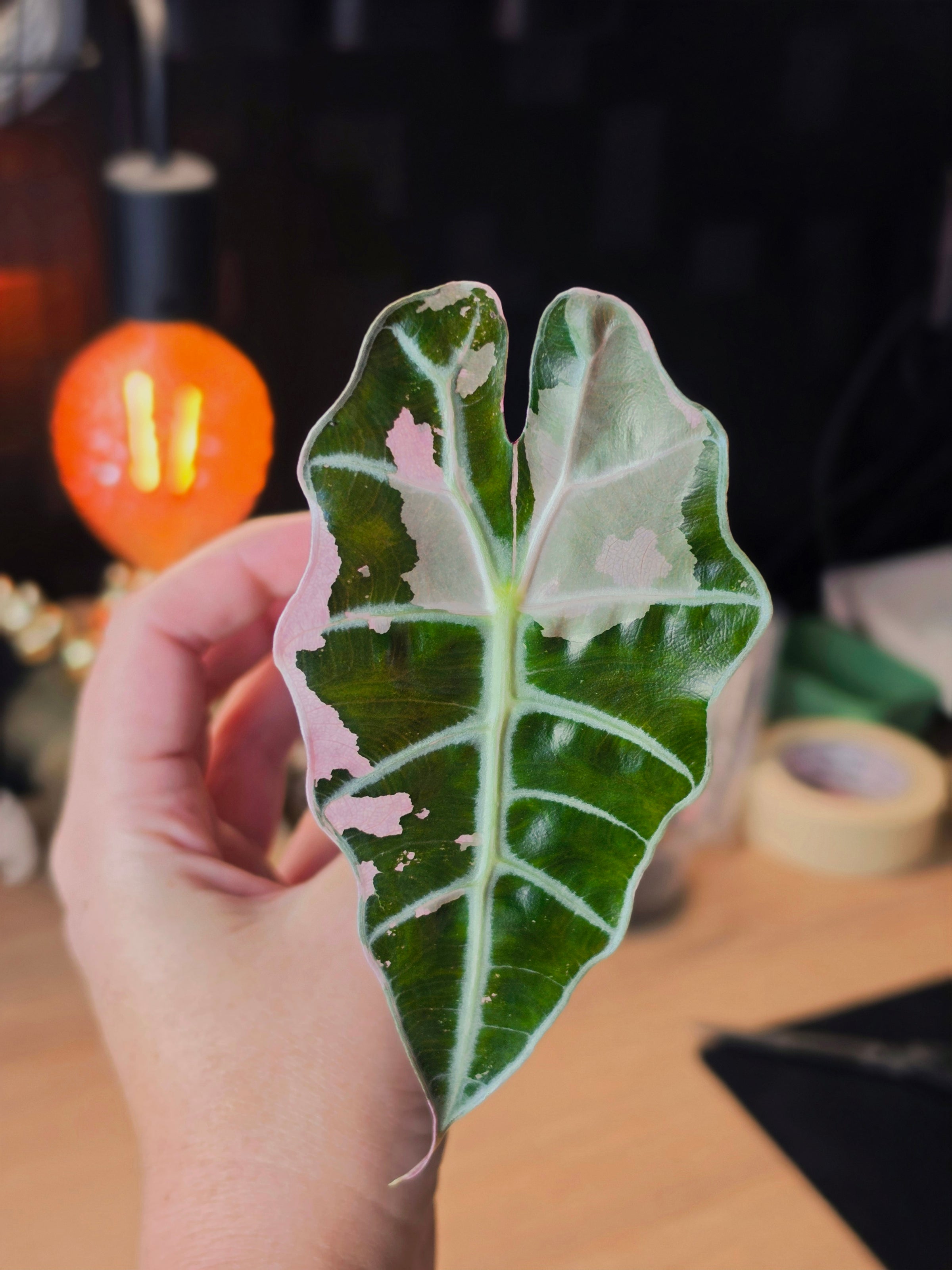 Alocasia Polly Pink Snowflake | Pink Variegated Collector Plant #2