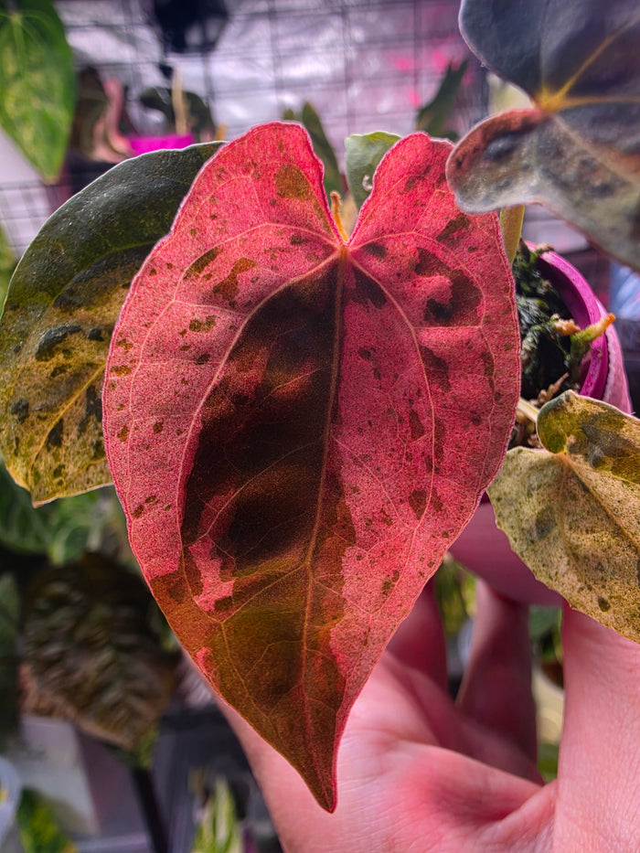 Anthurium (papillilaminum × (Michelle × Zara)) × Red Phantom
