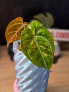Anthurium Crystallinum x Papillilaminum x Forgetii x Carlablackiae variegated collector seedling at Plant.ess