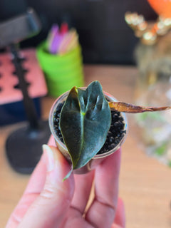 Alocasia 'Venom Pink'