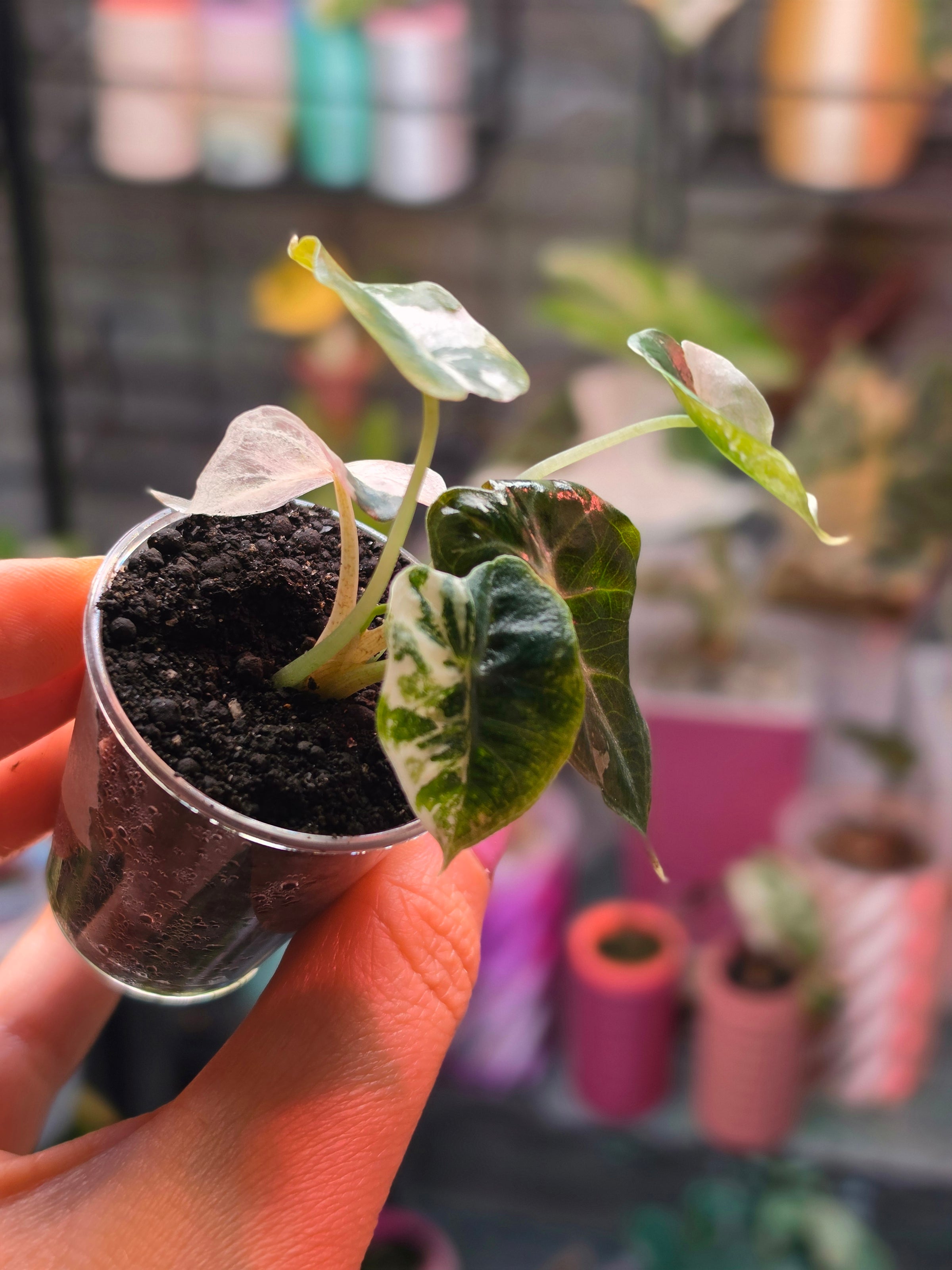 Alocasia Mandalay Pink Variegated | Rare Pink Alocasia Collector Plant
