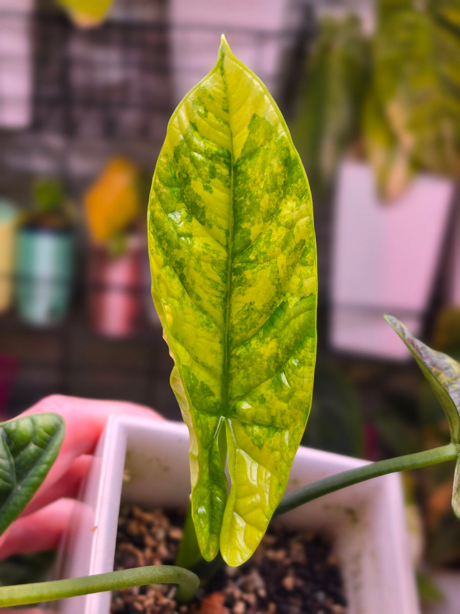 Alocasia Sinuata Aurea CORM | Collector Corm #1