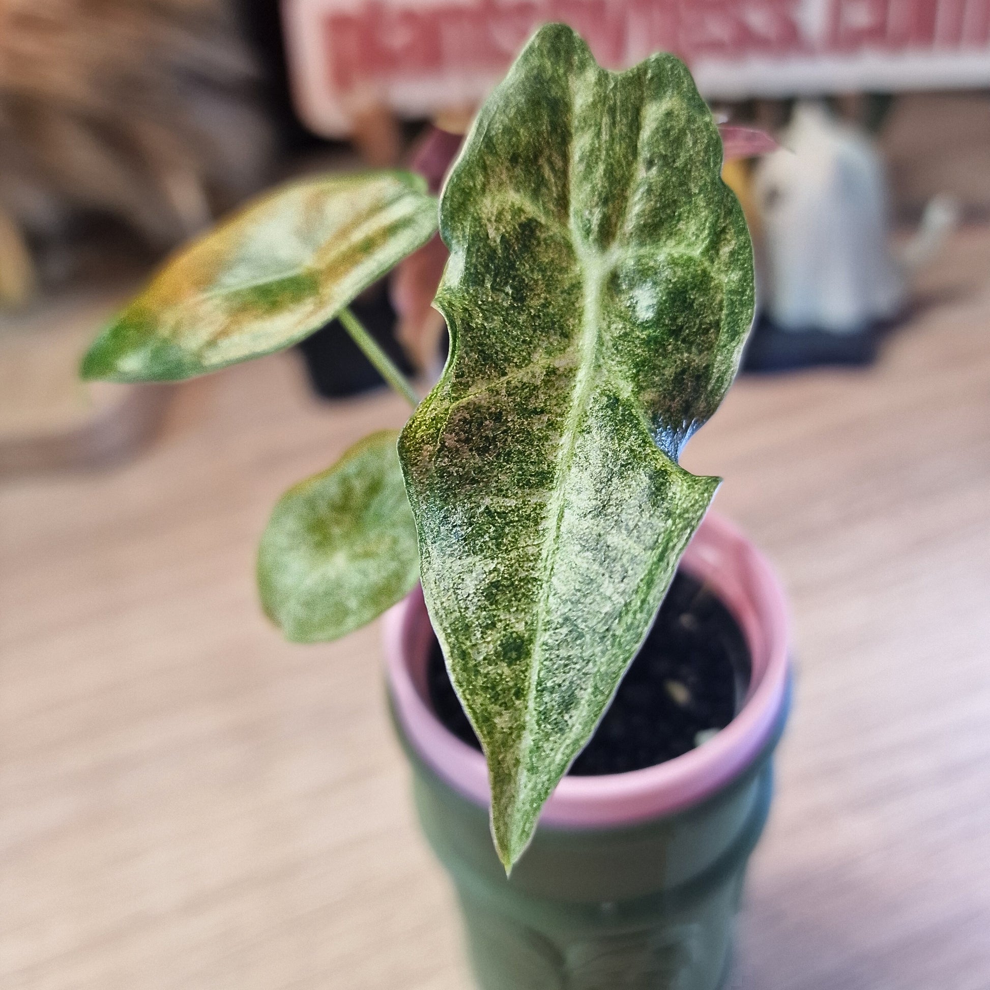 Alocasia Black Satun stardust
