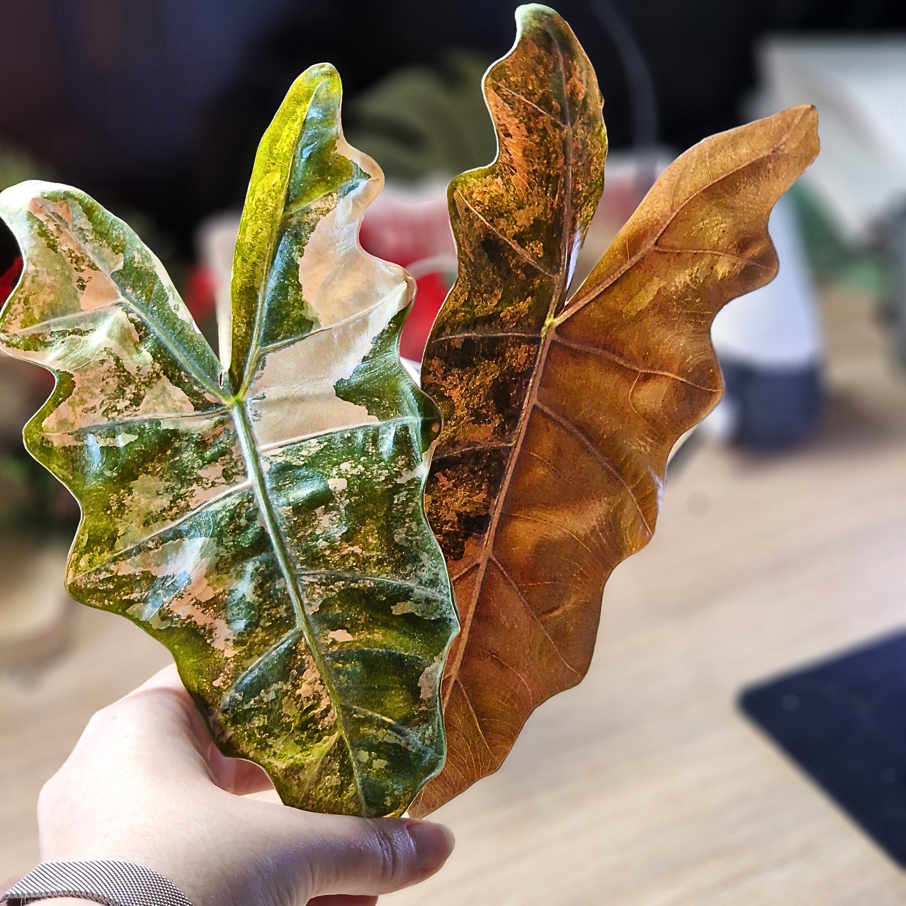 Alocasia Sanderiana pseudo aurea corm