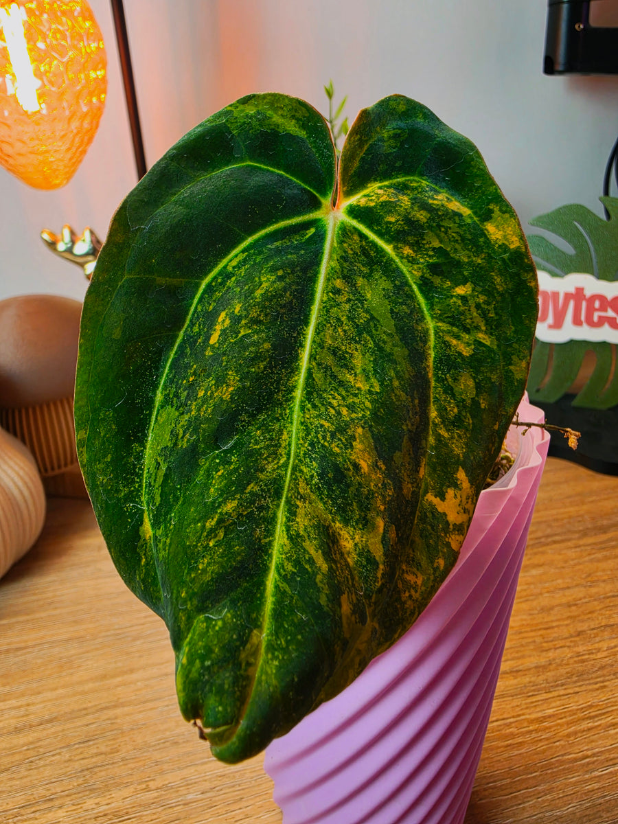 Anthurium Papillilaminum Variegated × Carlablackiae | High Variegated Clone of Aurora, 1 Leaf