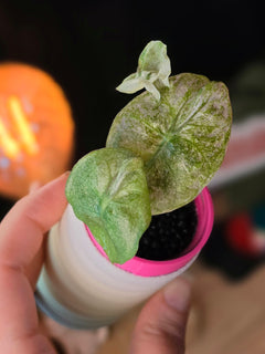 Alocasia Pink Dragon Galaxy | Rare Variegated Collector Alocasia