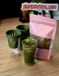 Anthurium Starter Kit | Seedling + MINI SIPS Self-Watering Setup