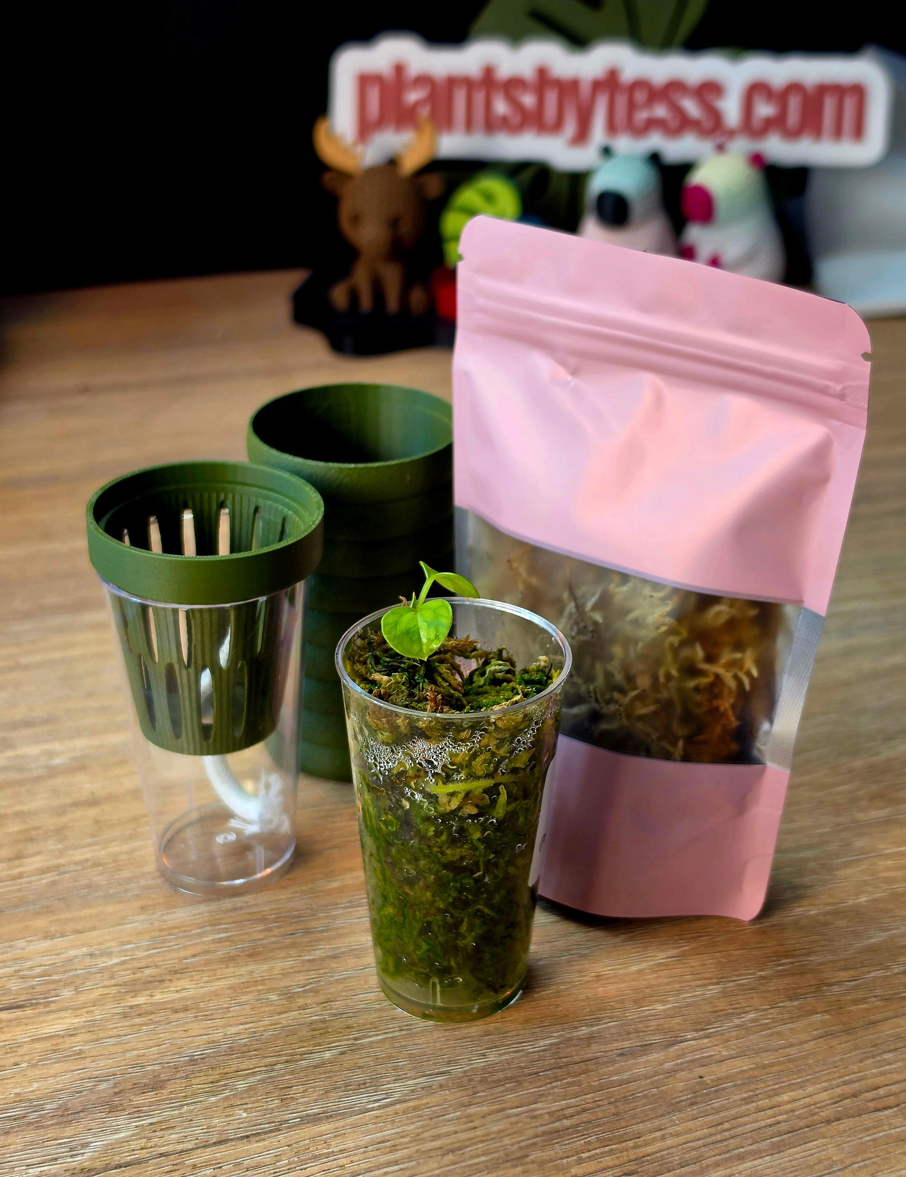 Anthurium Starter Kit seedling plus MINI SIPS self-watering setup at Plant.ess