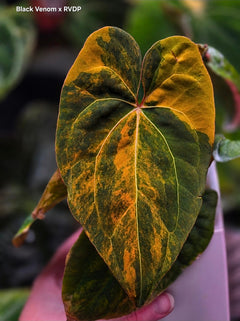 Anthurium Black Venom x RVDP - Highly Variegated