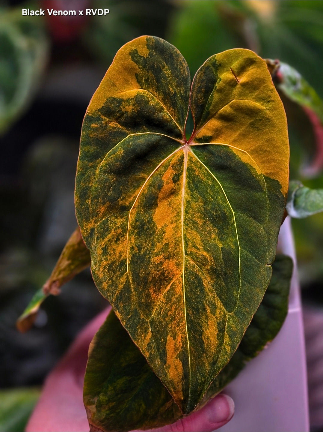Anthurium Black Venom x RVDP - Highly Variegated