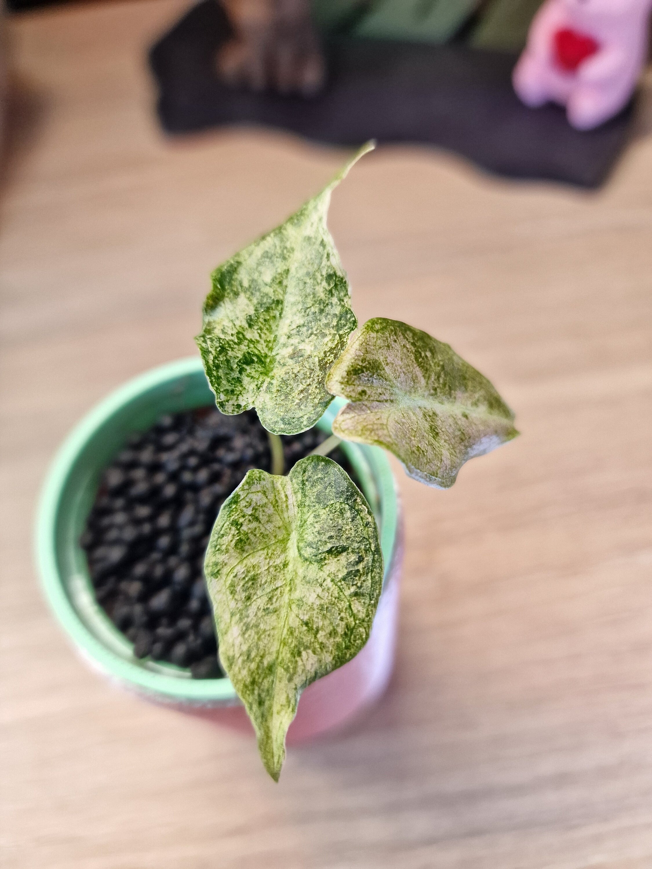 Alocasia Black Satun Stardust #14