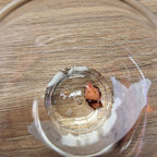 Alocasia Chantrieri pink corms