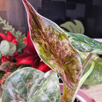 Alocasia Wentii albo baby