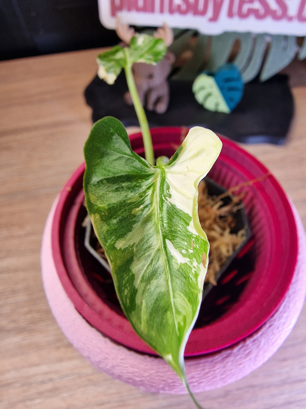 Alocasia Cucullata Crinkles albo #3
