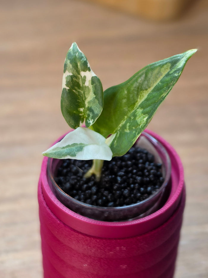 Alocasia Scabriuscula × Reginae Variegated | Baby Plant #3
