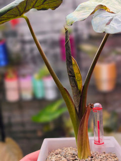 Alocasia Serendipity Gold Variegated | Rare Mature Collector Alocasia Plant