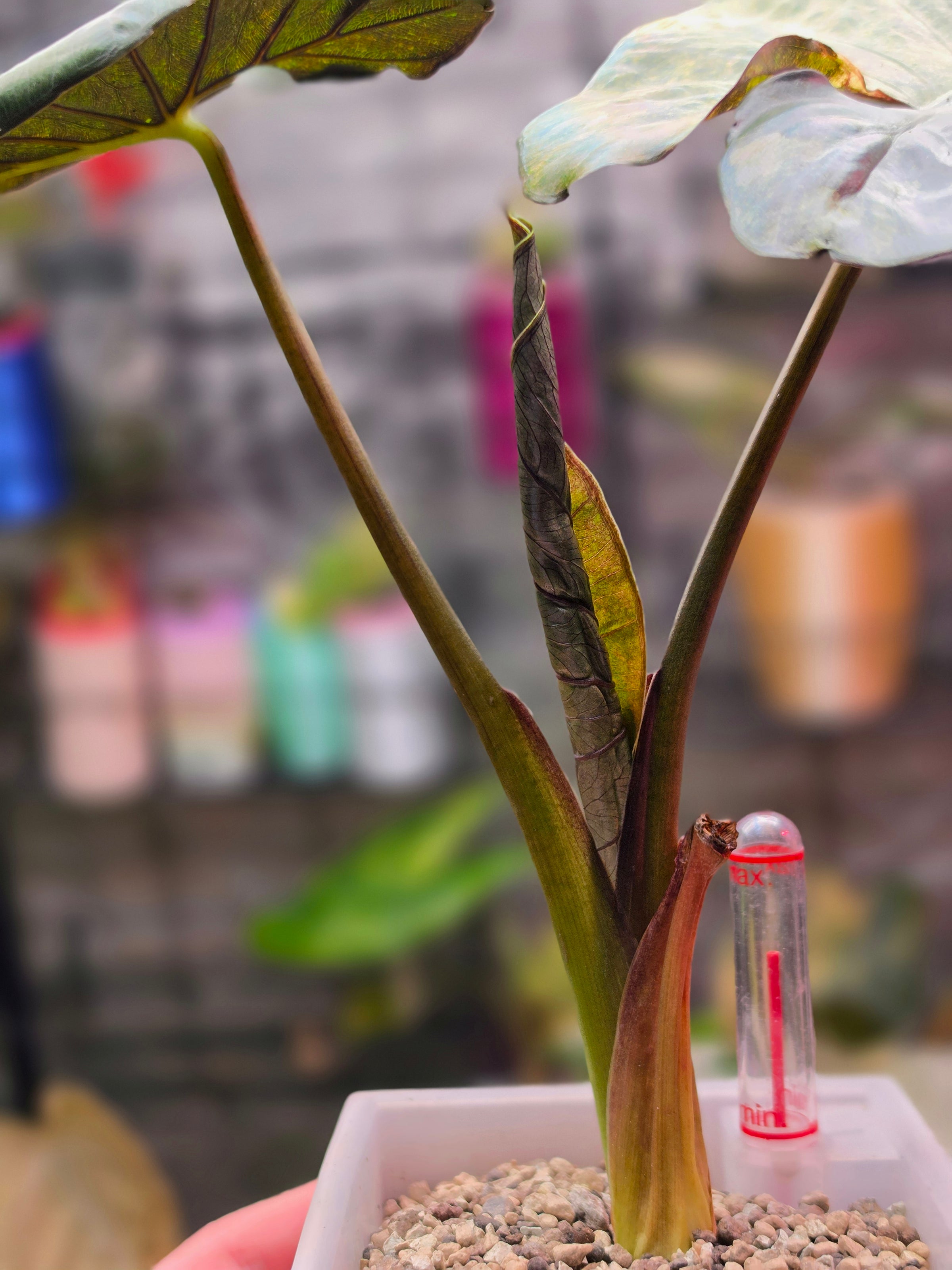 Alocasia Serendipity Gold Variegated | Rare Mature Collector Alocasia Plant